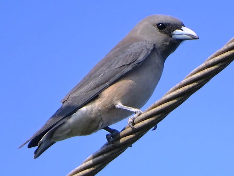 Ashy Woodswallow